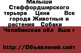 Малыши Стаффордширского терьера  › Цена ­ 1 - Все города Животные и растения » Собаки   . Челябинская обл.,Аша г.